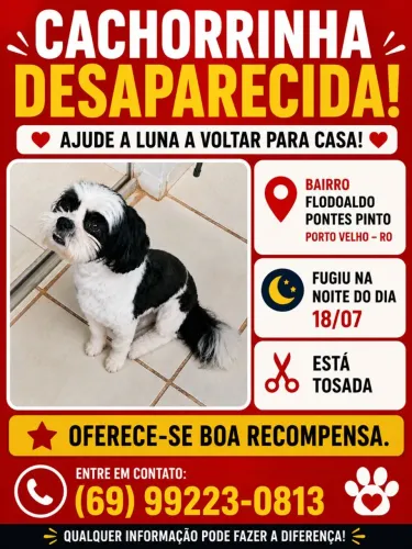 Shitzu fêmea