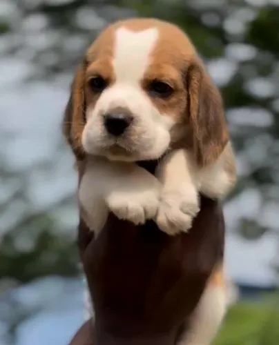 Filhotes de Beagle | Fofura que ilumina qualquer ambiente.