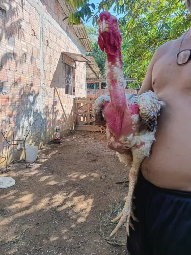 Vedes polaco gigante