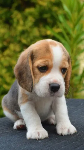 Beagle Filhotes de canil com acompanhamento e carinho