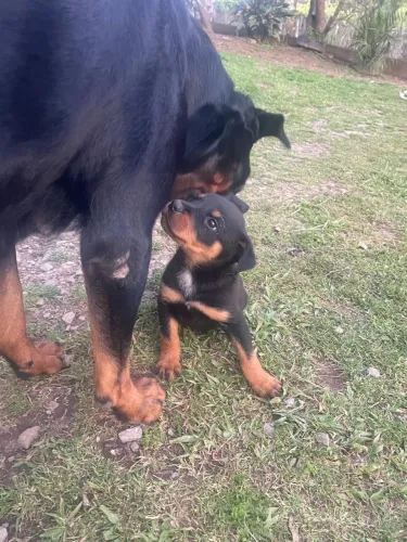 Venda filhote rotwailler