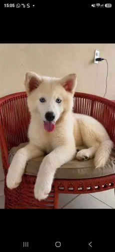 Filhote de Husky femea