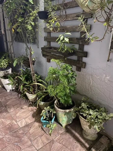 Caqueiras de cimento com plantas por apenas 5 reais