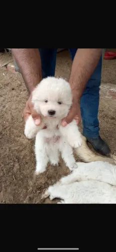 Cachorro Maremano