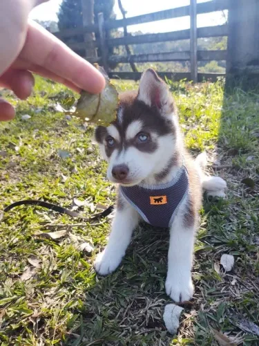 Filhote Husky Siberiano faz tufo pot um carinho 