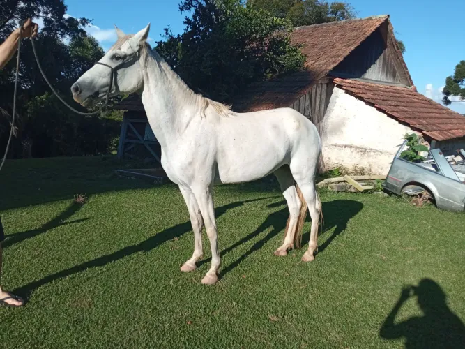 Potra mangalarga pura 