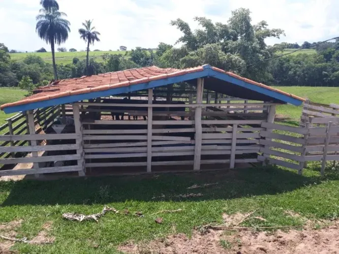Sitio a venda Regiao Ribeirao Preto montado com renda 6.5 alqueires 