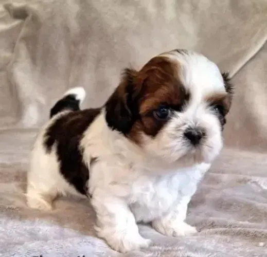 Shih-Tzu Branco - Filhote Pequeno e Encantador