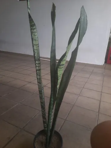 Vendo espada de São Jorge cada 