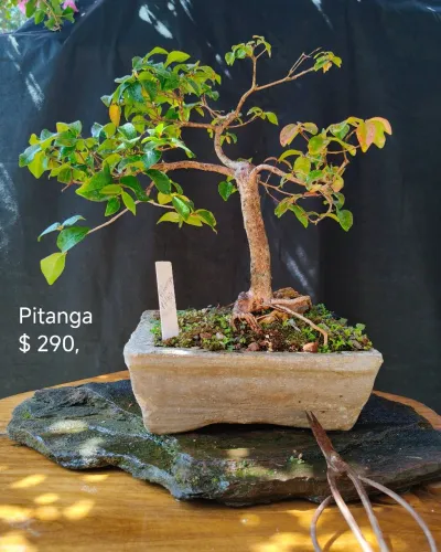 Bonsai pitanga