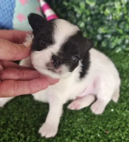 Chihuahua macho Pêlo longo máscara preta.