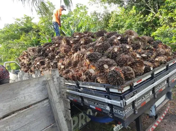 275 Hectares são 40 hectares já plantado Dendê no Pará R$ 1.8 milhões de reais
