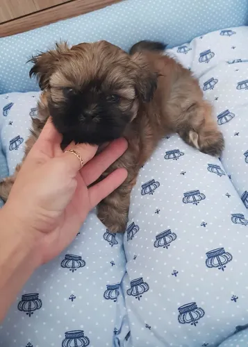 Shih Tzu fêmea dourada