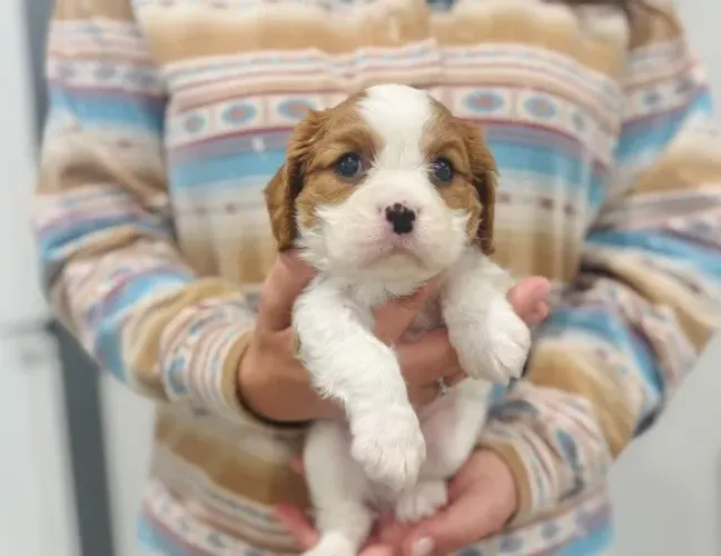 Cavalier King para quem busca elegância e ternura