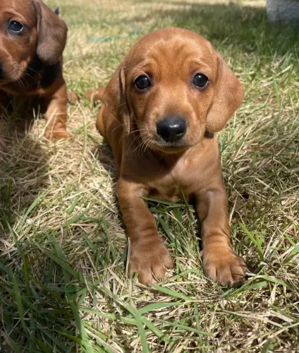 Filhotes de cachorro salsicha dashound 