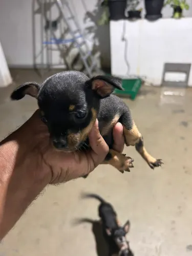 Filhotes de pinscher fêmeas é machos.$650.zap *30