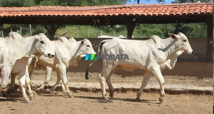 FAZENDA À VENDA - 1.520 HECTARES - REGIÃO DE JANUÁRIA (MG)