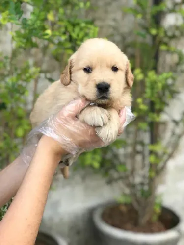 Golden retriever machinho na cor Dourada filhote com 61 dias com pedigree - Alberto