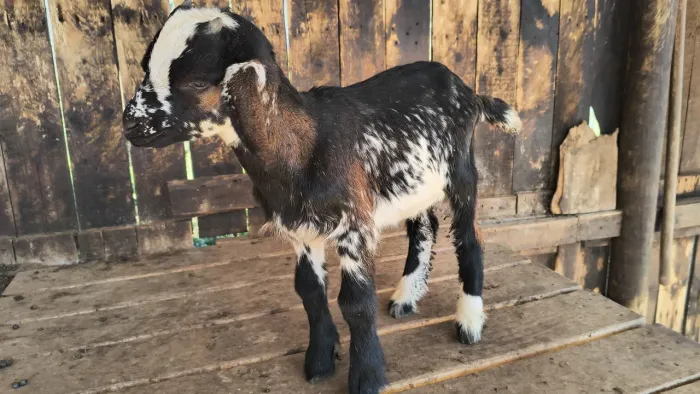 Cabrito anglo nubiano puro