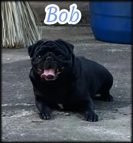 PUG Preto Disponível pra CRUZA LEIA A DESCRIÇÃO 