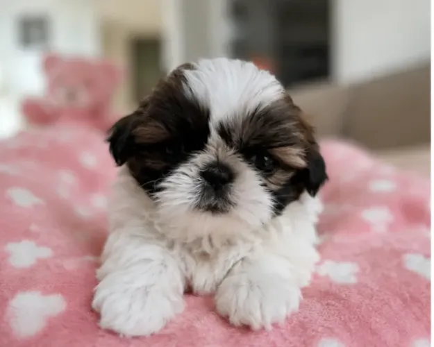 Filhotes Shih tzu/ shihtzu carinhosos e bem cuidados