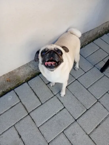 Pug fêmea mini