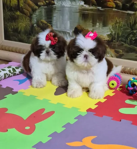 Shihtzu 