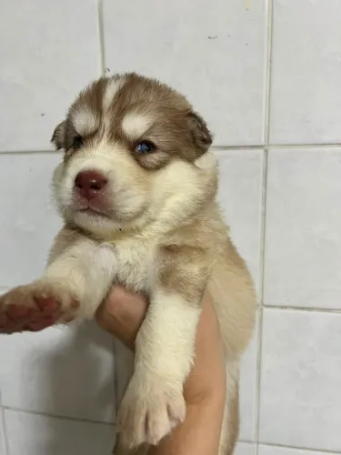 Filhote de Husky Siberiano