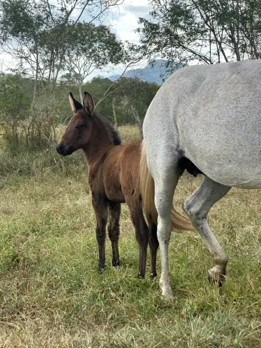 Burro