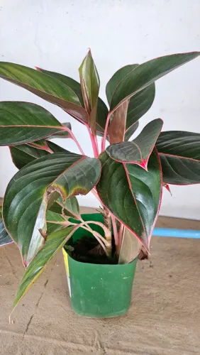 Aglaonema