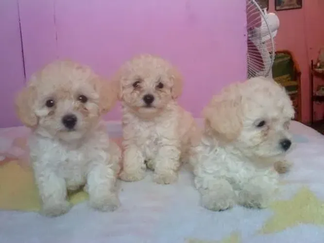 Adquira Hoje Mesmo Whats 9.9751.6491 poodle