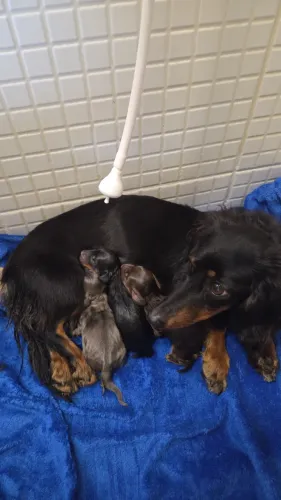 Filhotes Dachshund pelo longo (salsichinha)