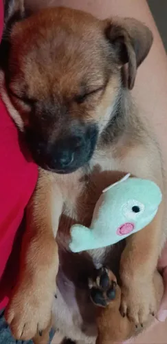 Cachorrinho para doação