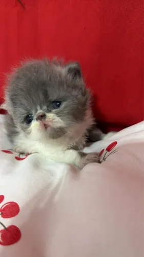 Gato persa