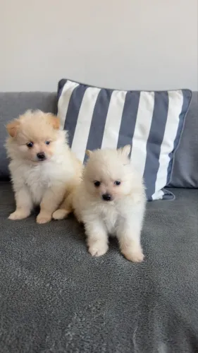Filhote Lulu da Pomerânia / Spitz alemão