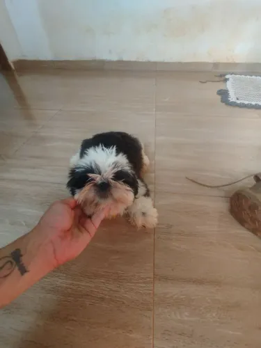 Shihtzu imperial fêmea 6 meses micro 