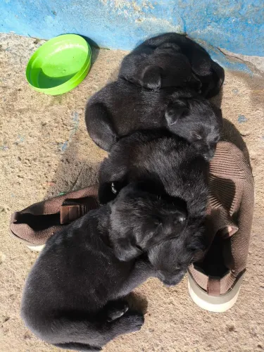 Doação de filhotes Rottweiler com pastor Belga lindos