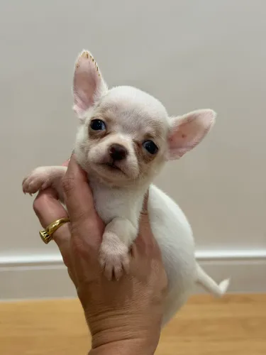 Filhote Chihuahua com Todas as garantias 