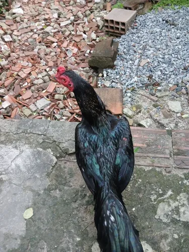 Franco