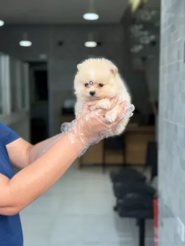 Spitz alemão anão - Filhotes Premium com Atendimento Exclusivo