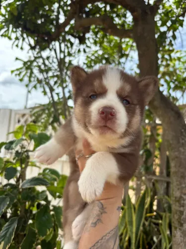 Filhote de husky siberiano