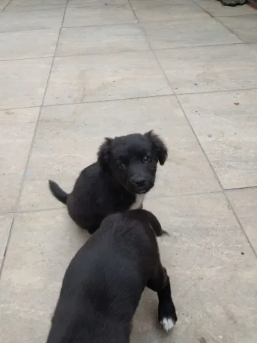 Doação de 2 filhotes machos - Pai Border Collie puro