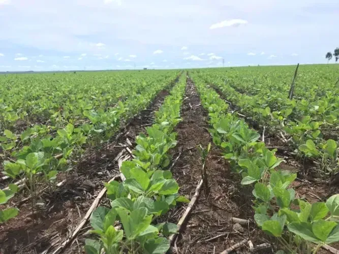 Faz. c/ 2.675he, plantando em 1.350he, Sapezal-MT, prazo bom
