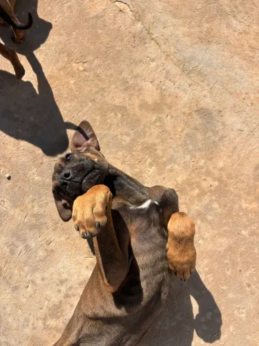 filhote de fila brasileiro 