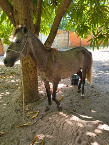 Cavalo ?
