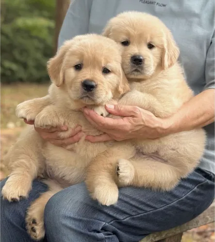 Goldens retriever - casalzinho