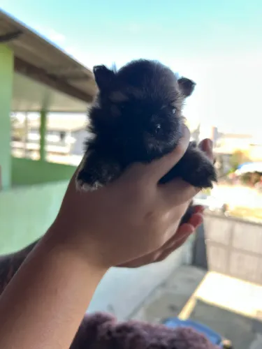 Vende-se cachorro Lulu da Pomerânia fêmeas