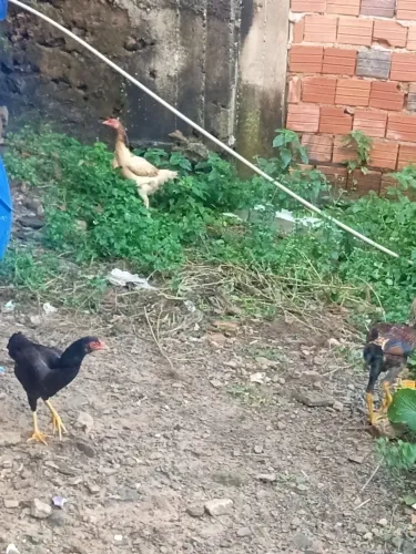 Vendo frangos caipira bem novos