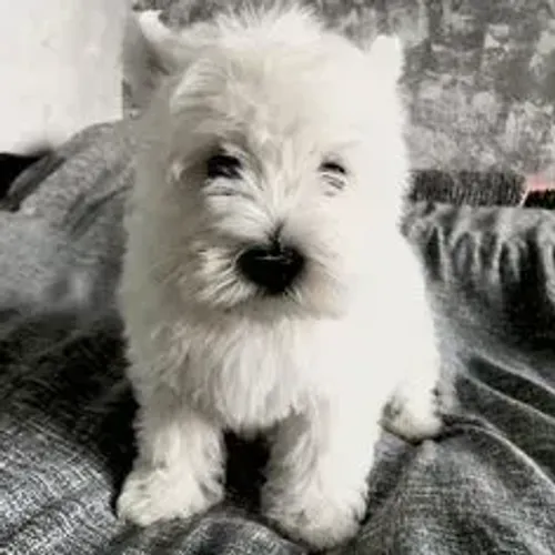 West Terrier Filhote Excelente Companhia