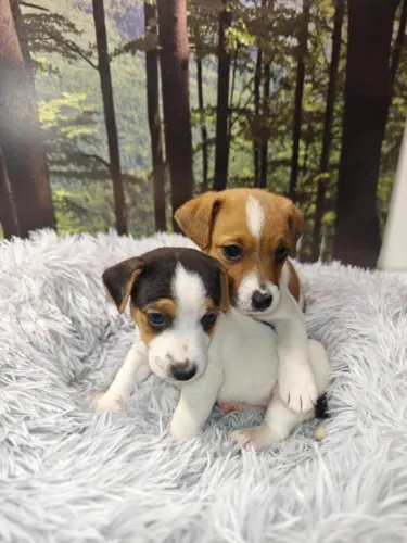 Solicite Fotos e Valores Whats 9.9751.6491 o cachorro do mascara